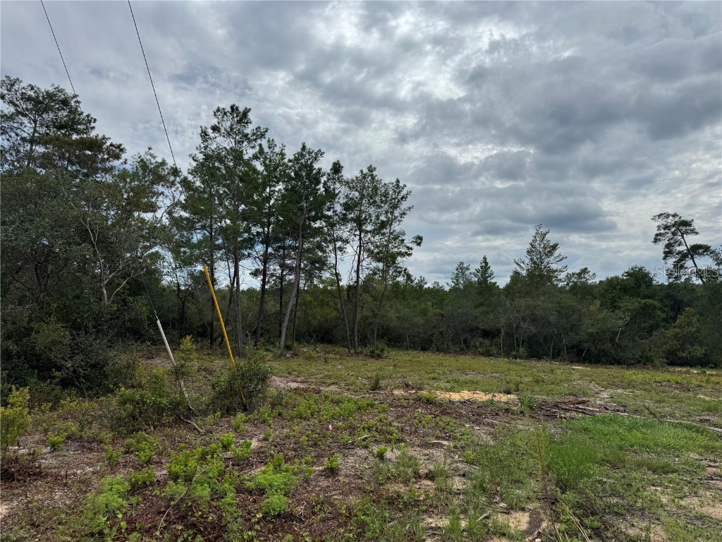 Ne 135th St Salt Springs FL 32134 OM709418 image3