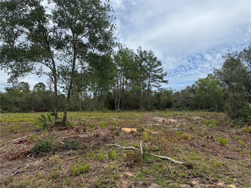 Ne 135th St Salt Springs FL 32134 OM709418 image5