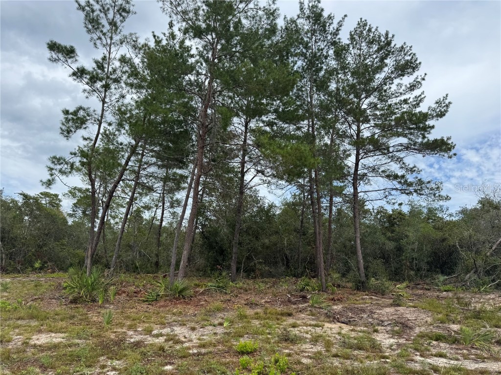 Ne 135th St Salt Springs FL 32134 OM709418 image6