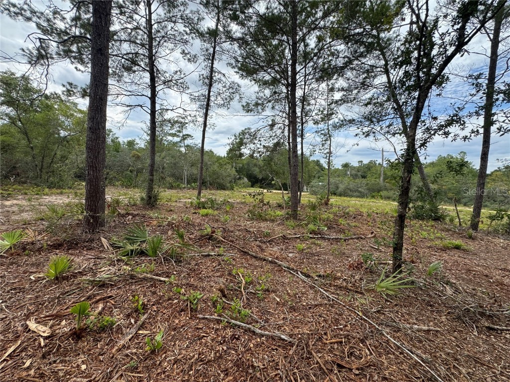 Ne 135th St Salt Springs FL 32134 OM709418 image9