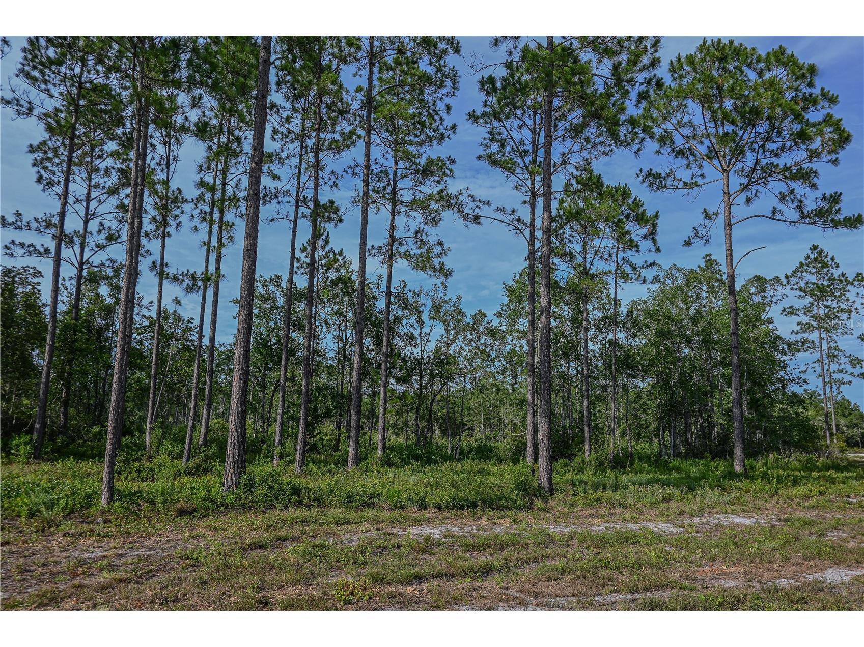 NE 150th Ave Road #LOT 1 Fort Mc Coy FL 32134 OM699895 image28
