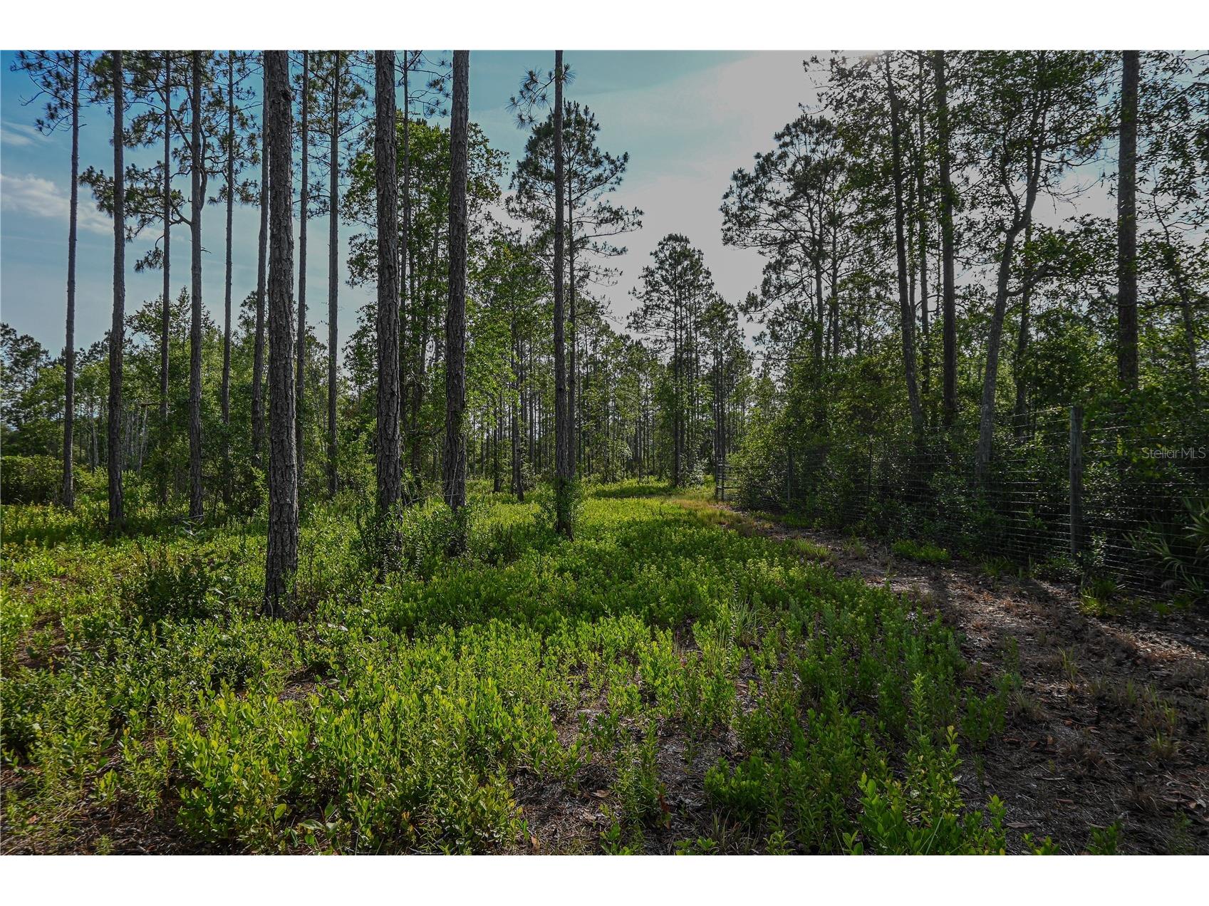 NE 150th Ave Road #LOT 1 Fort Mc Coy FL 32134 OM699895 image32