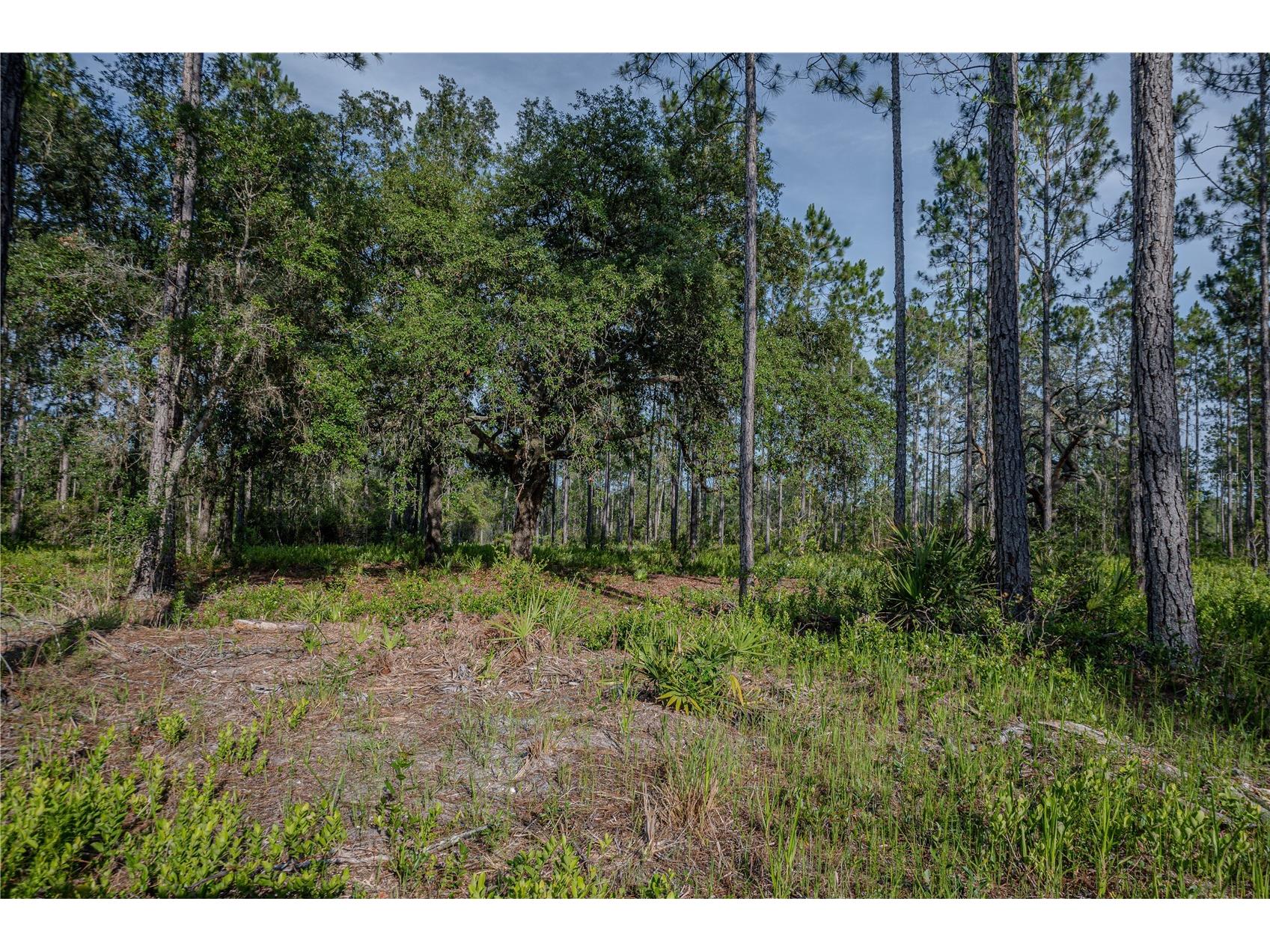 NE 150th Ave Road #LOT 1 Fort Mc Coy FL 32134 OM699895 image33