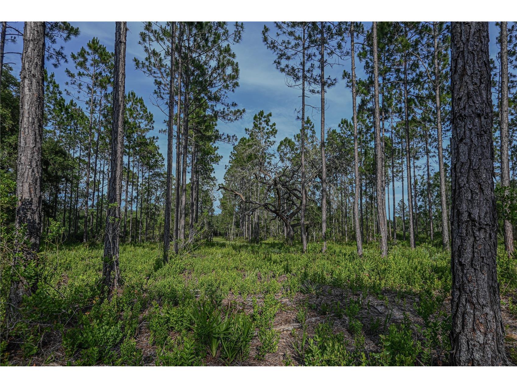 NE 150th Ave Road #LOT 1 Fort Mc Coy FL 32134 OM699895 image35
