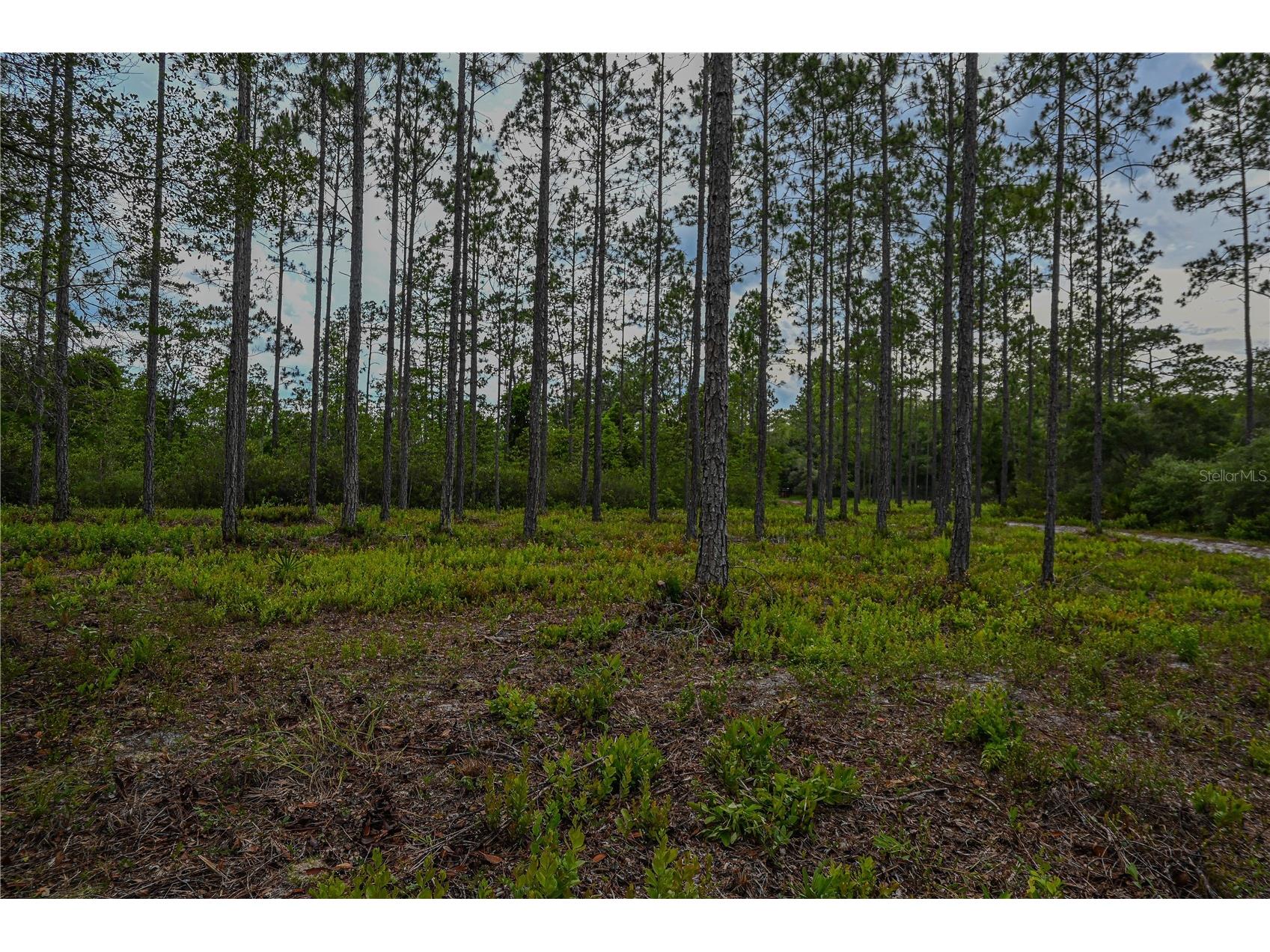 NE 150th Ave Road #LOT 3 Fort Mc Coy FL 32134 OM699899 image27