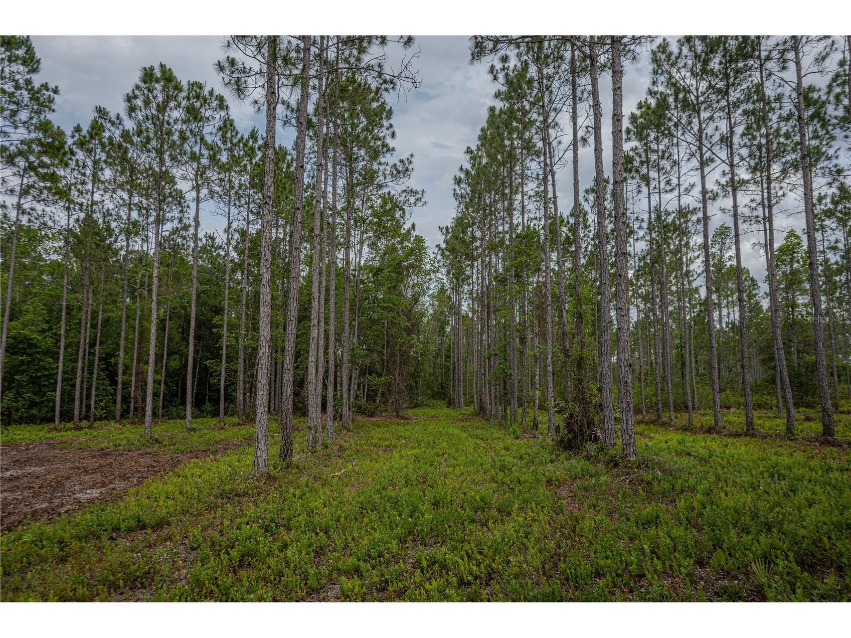 NE 150th Ave Road #LOT 3 Fort Mc Coy FL 32134 OM699899 image28