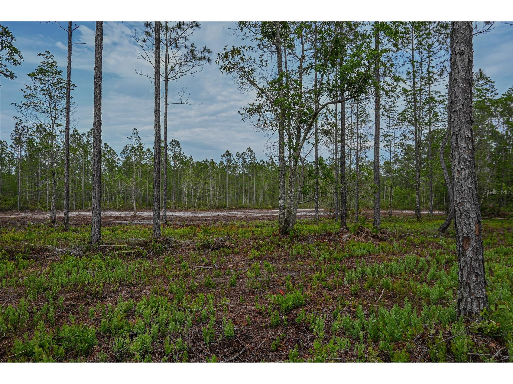 NE 150th Ave Road #LOT 3 Fort Mc Coy FL 32134 OM699899 image29