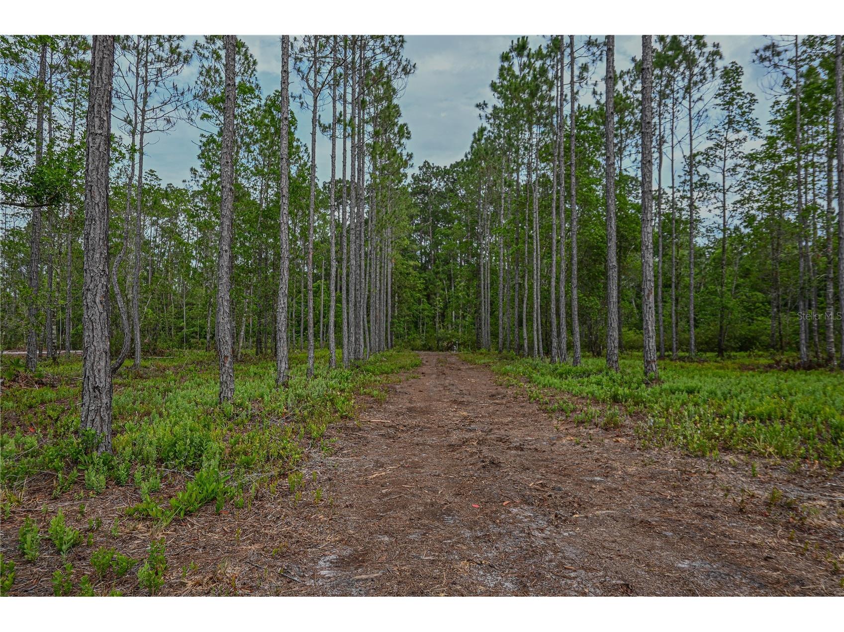 NE 150th Ave Road #LOT 3 Fort Mc Coy FL 32134 OM699899 image30