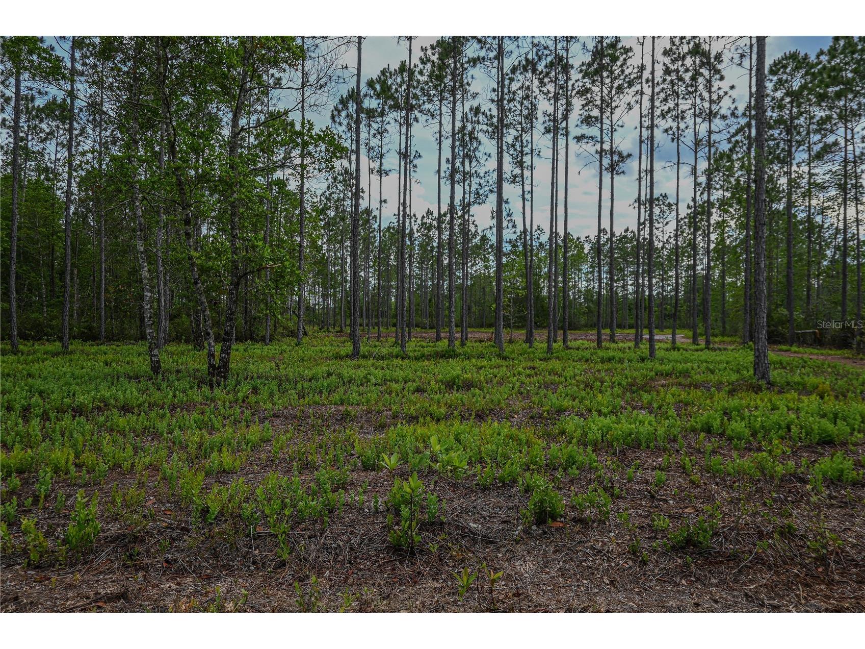 NE 150th Ave Road #LOT 3 Fort Mc Coy FL 32134 OM699899 image31