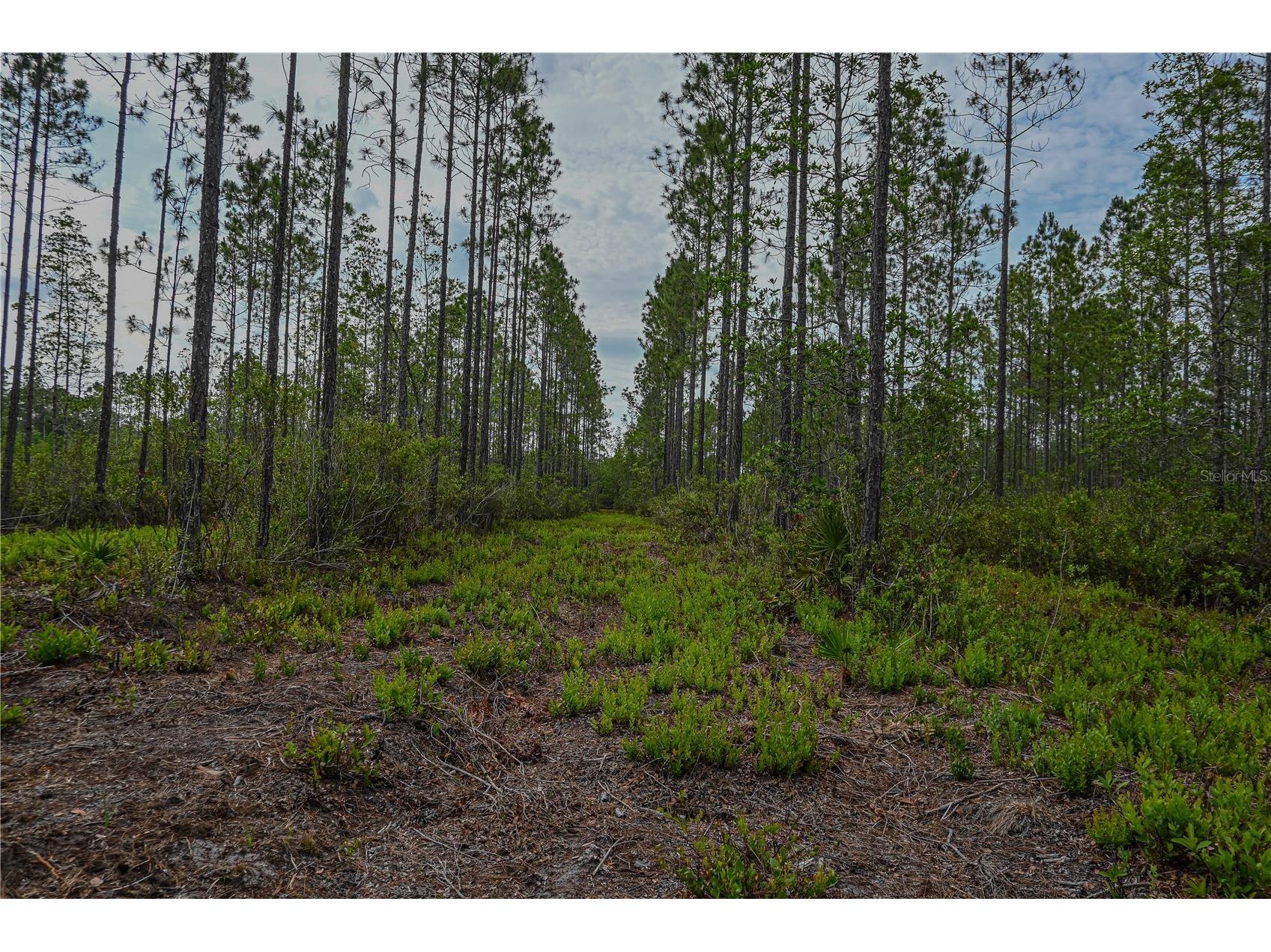 NE 150th Ave Road #LOT 3 Fort Mc Coy FL 32134 OM699899 image32