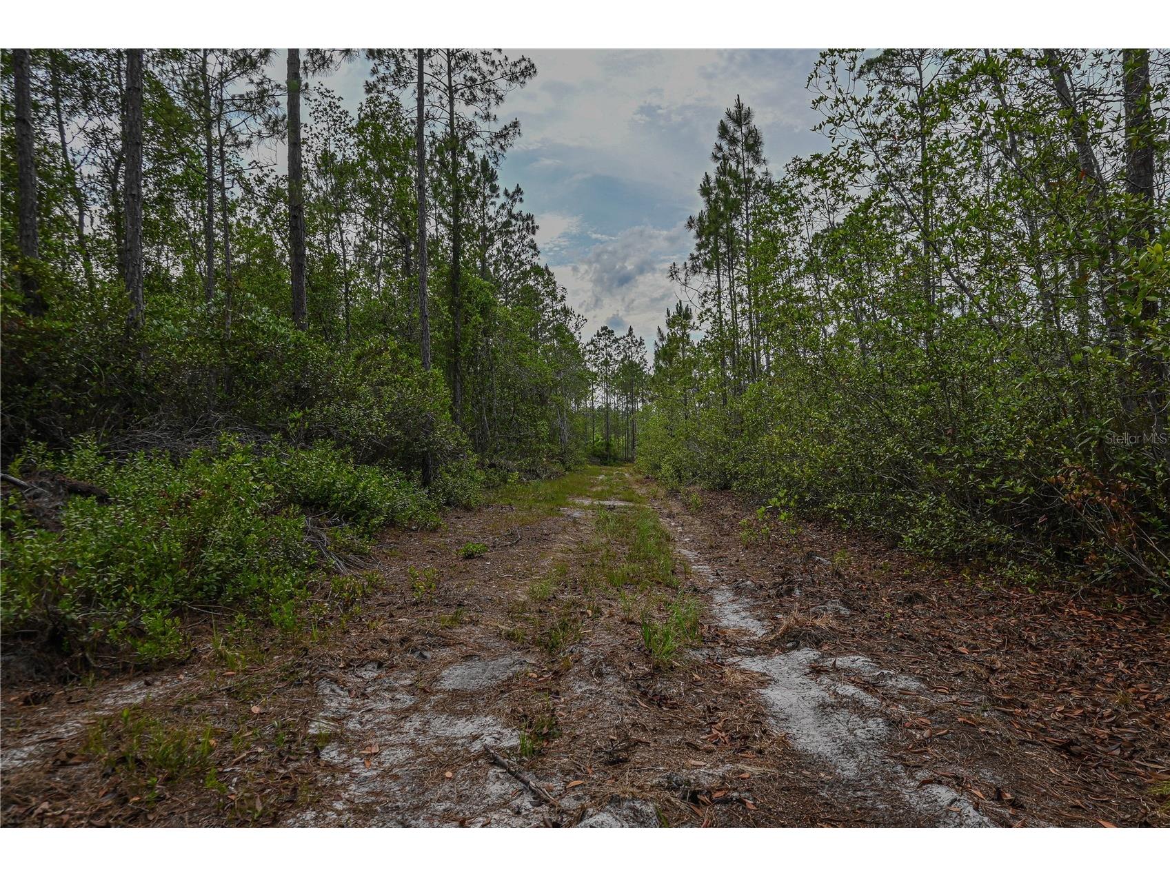NE 150th Ave Road #LOT 3 Fort Mc Coy FL 32134 OM699899 image33