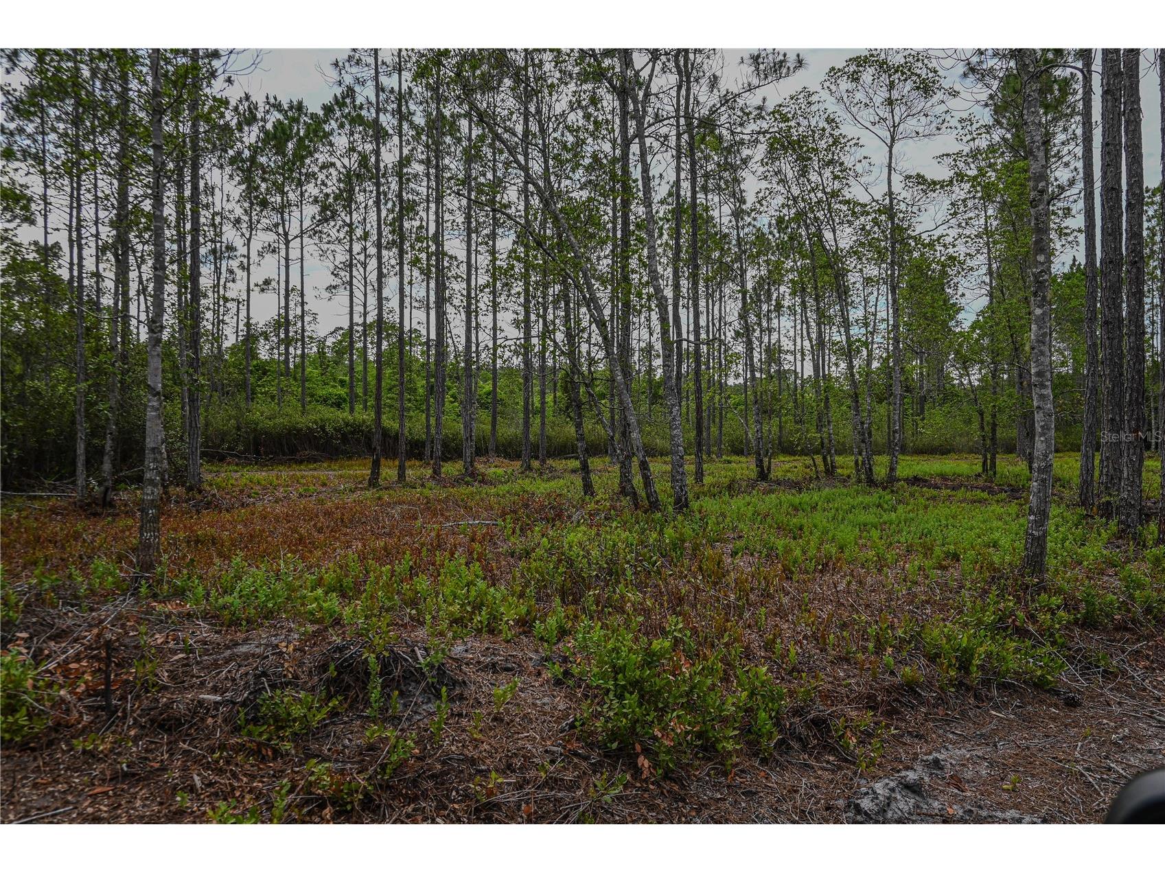 NE 150th Ave Road #LOT 3 Fort Mc Coy FL 32134 OM699899 image34
