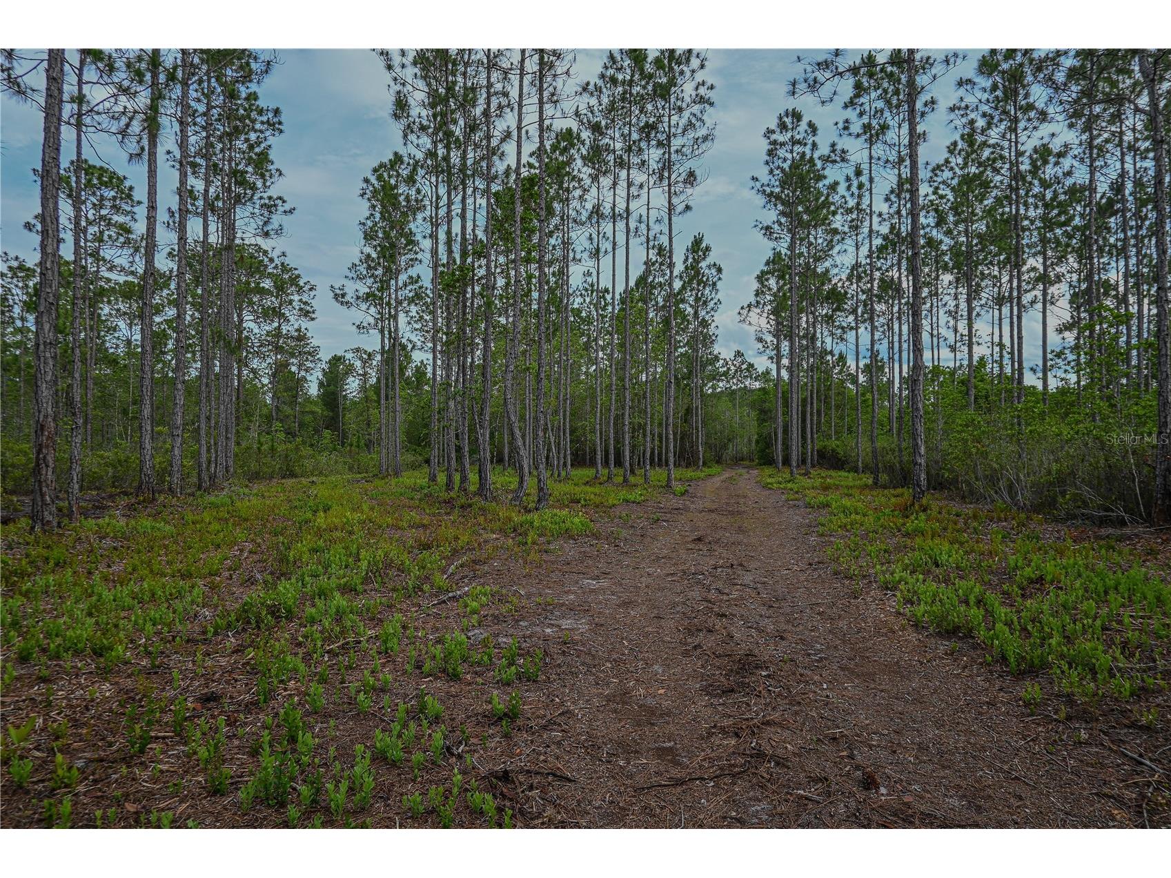 NE 150th Ave Road #LOT 3 Fort Mc Coy FL 32134 OM699899 image35