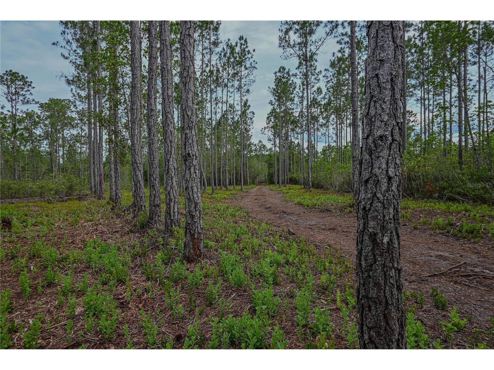 NE 150th Ave Road #LOT 3 Fort Mc Coy FL 32134 OM699899 image37