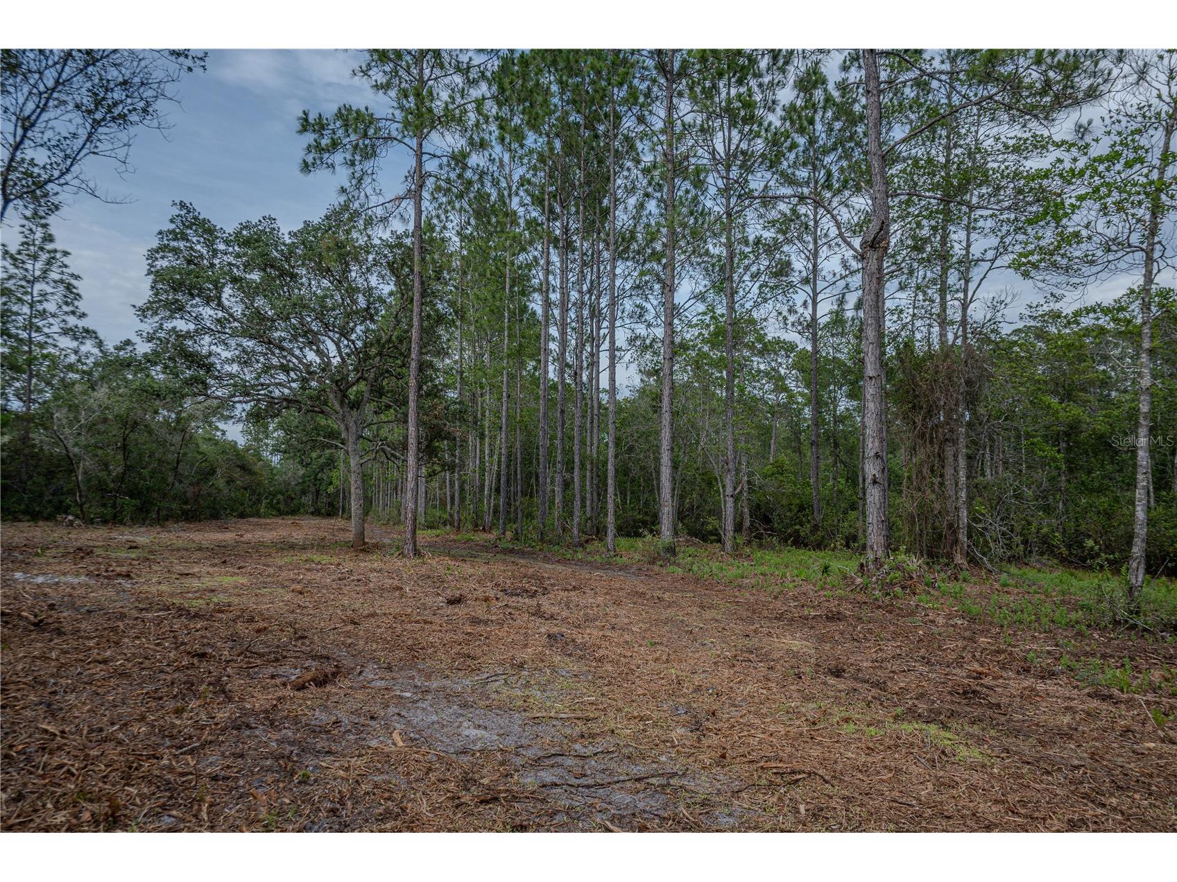NE 150th Ave Road #LOT 3 Fort Mc Coy FL 32134 OM699899 image41