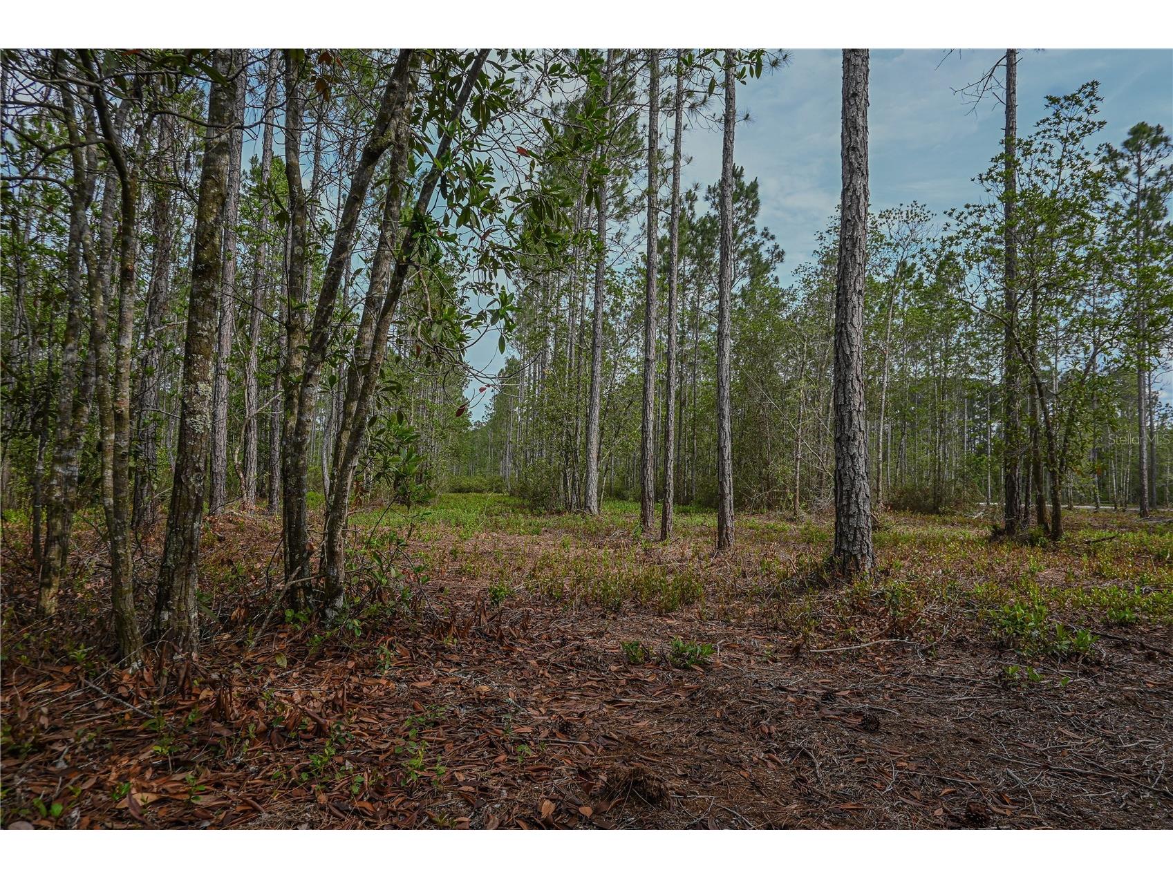 NE 150th Ave Road #LOT 3 Fort Mc Coy FL 32134 OM699899 image43