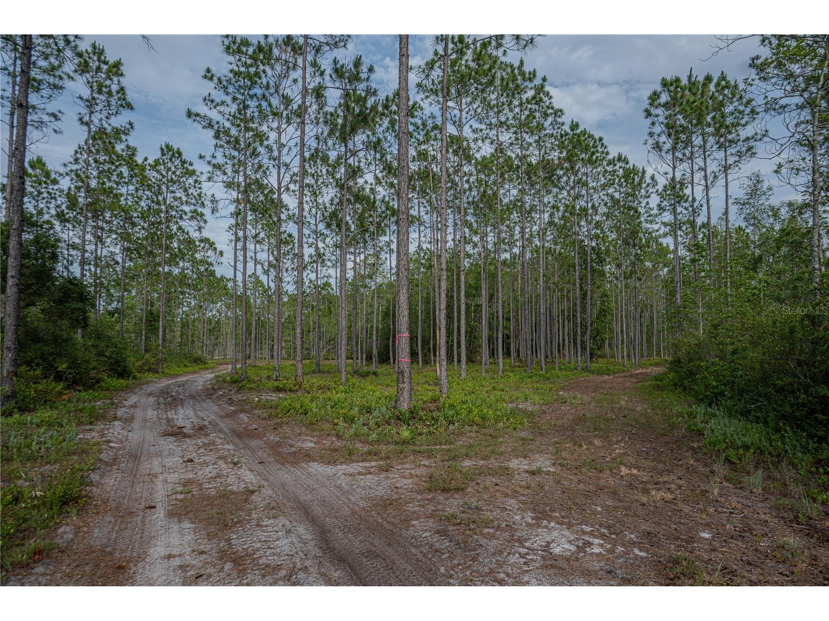 NE 150th Ave Road #LOT 3 Fort Mc Coy FL 32134 OM699899 image46