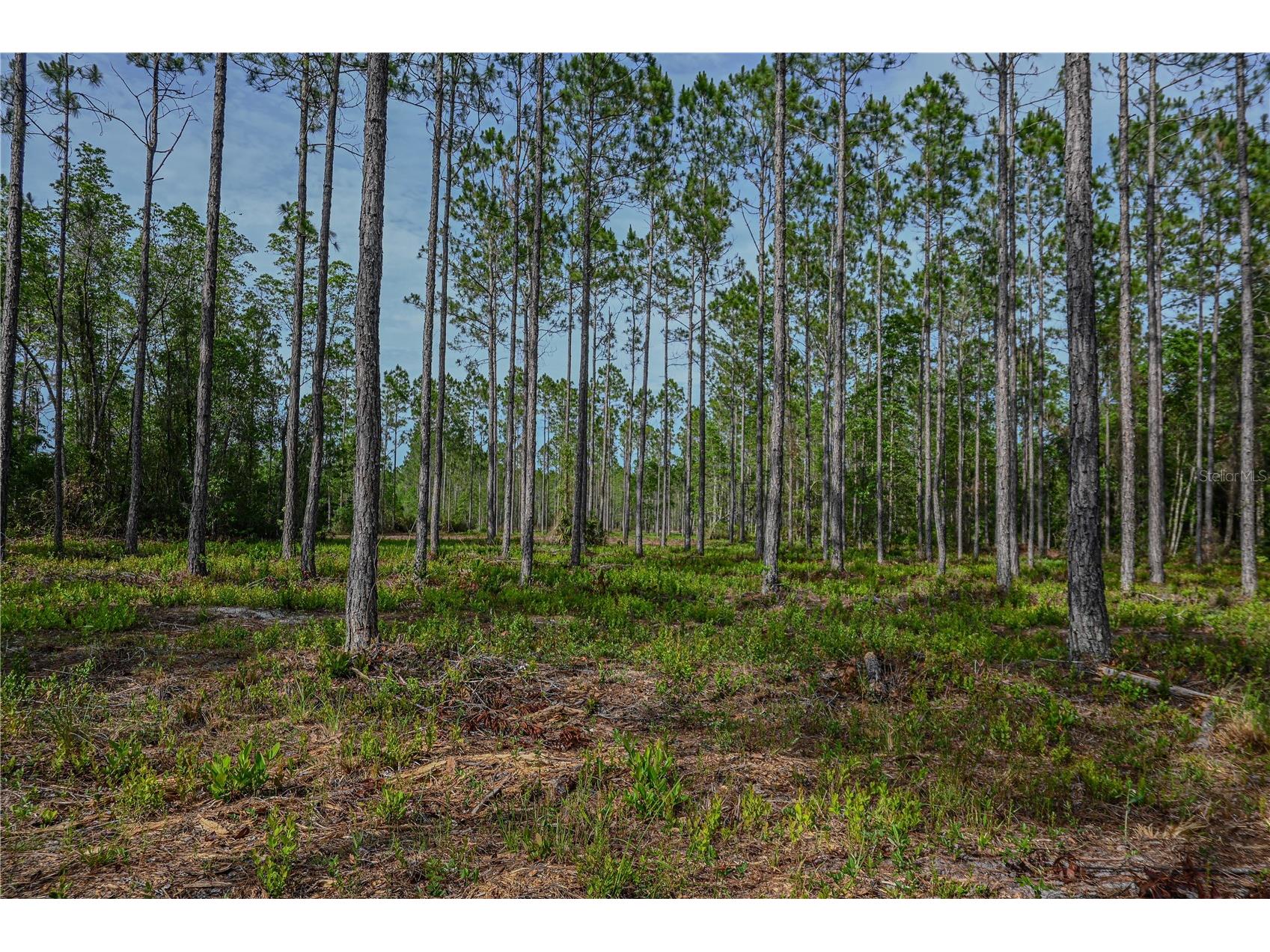 NE 150th Ave Road #LOT 3 Fort Mc Coy FL 32134 OM699899 image47