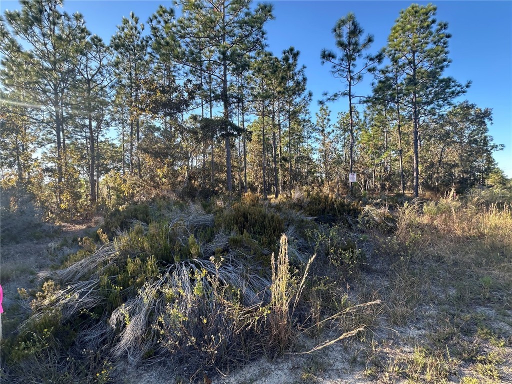 Ne 150th Court #8 Williston FL 32696 OM712392 image12