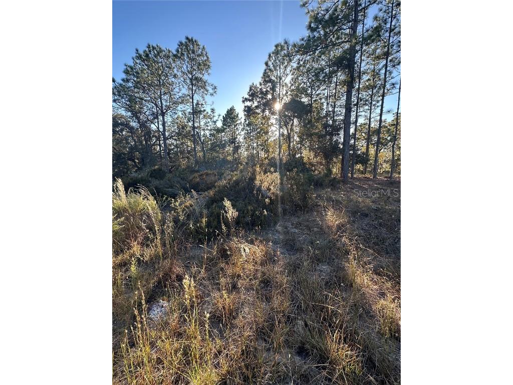 Ne 150th Court #8 Williston FL 32696 OM712392 image5