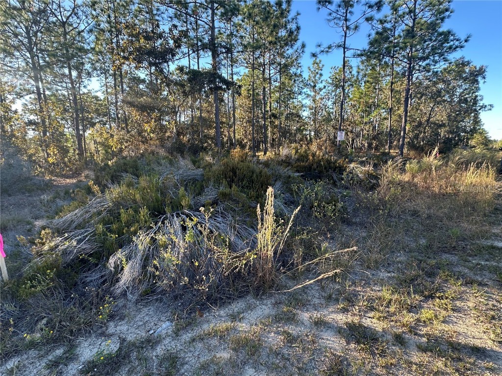 Ne 150th Court #8 Williston FL 32696 OM712392 image7