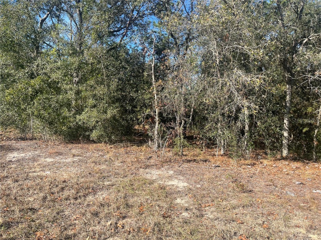 NE 152 Terrace Williston FL 32696 OM692350 image1