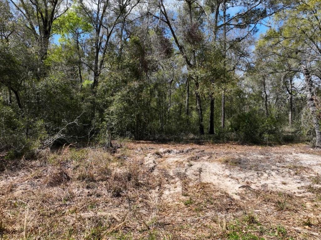 NE 154 Terrace Williston FL 32696 O6367696 image13