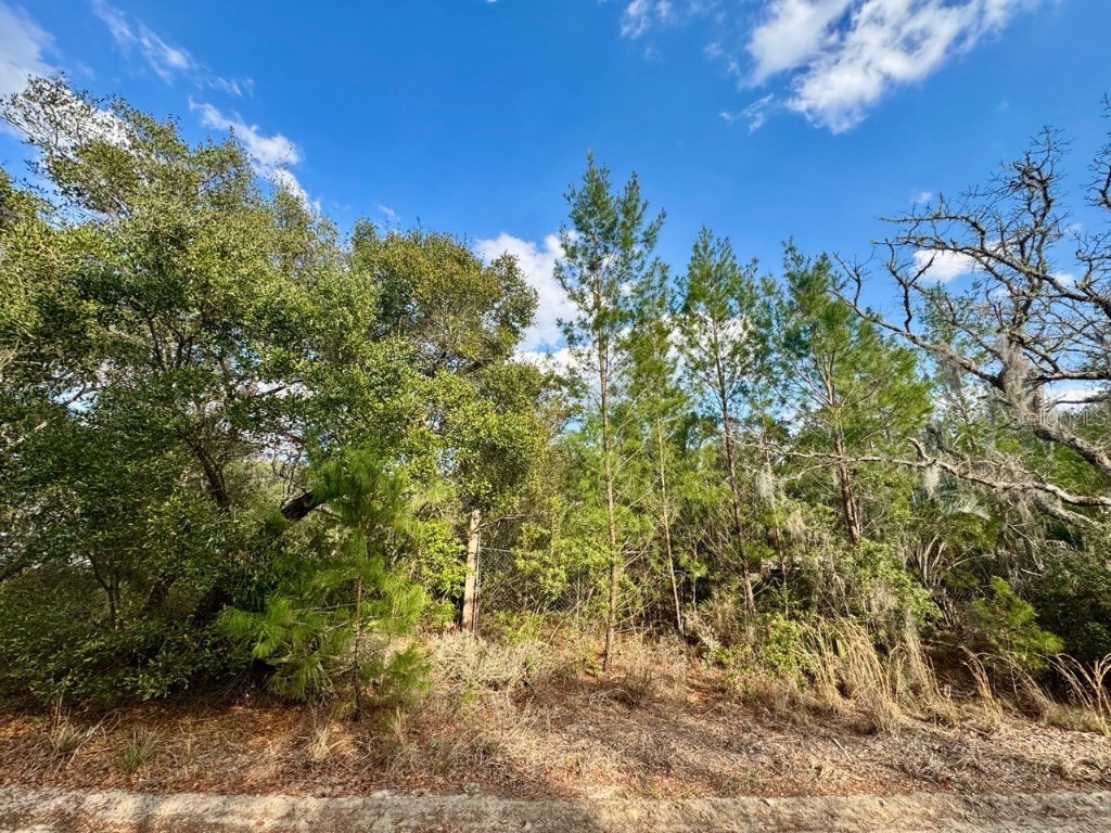 NE 159th Court Fort Mc Coy FL 32134 OM695534 image1