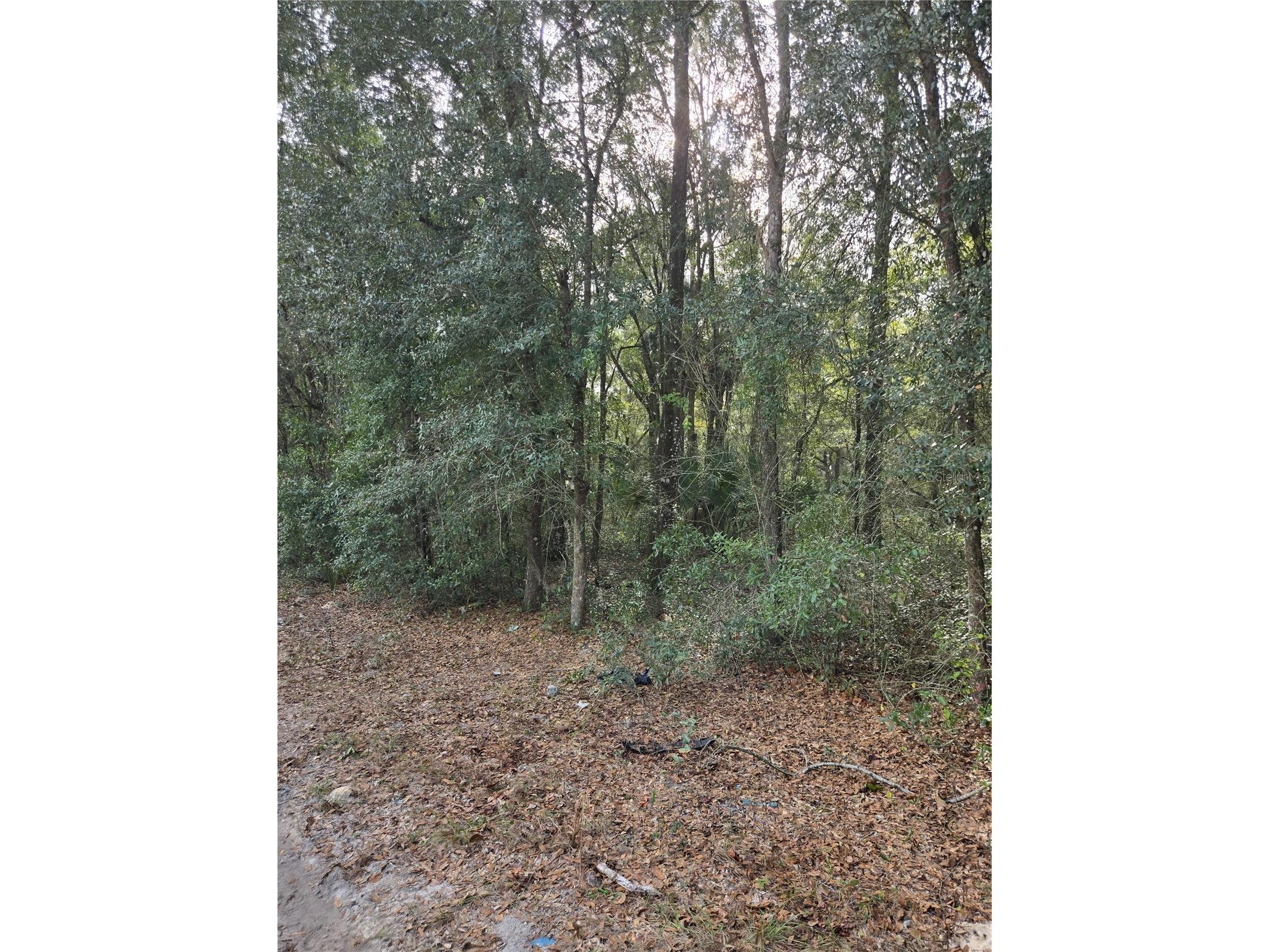 NE 163rd Place Citra FL 32113 OM716542 image2