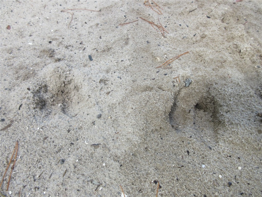 NE 171st Court Silver Springs FL 34488 OM711560 image10