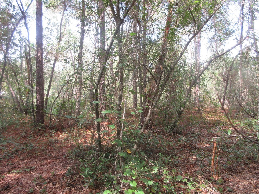 NE 171st Court Silver Springs FL 34488 OM711560 image3