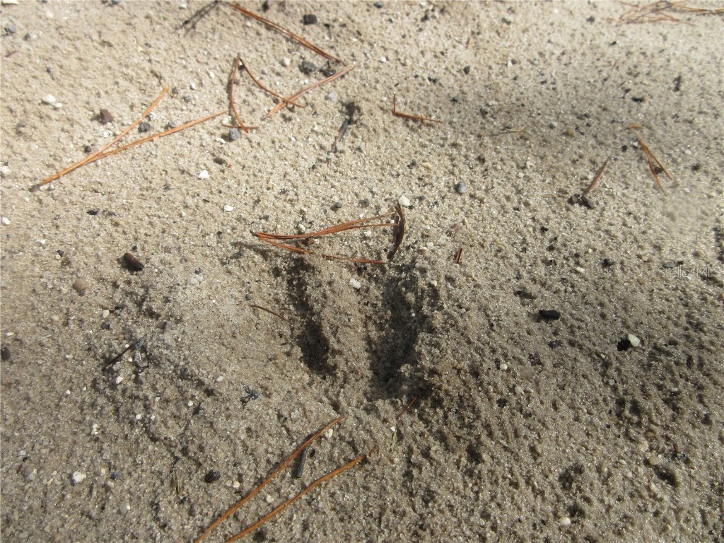 NE 171st Court Silver Springs FL 34488 OM711560 image9