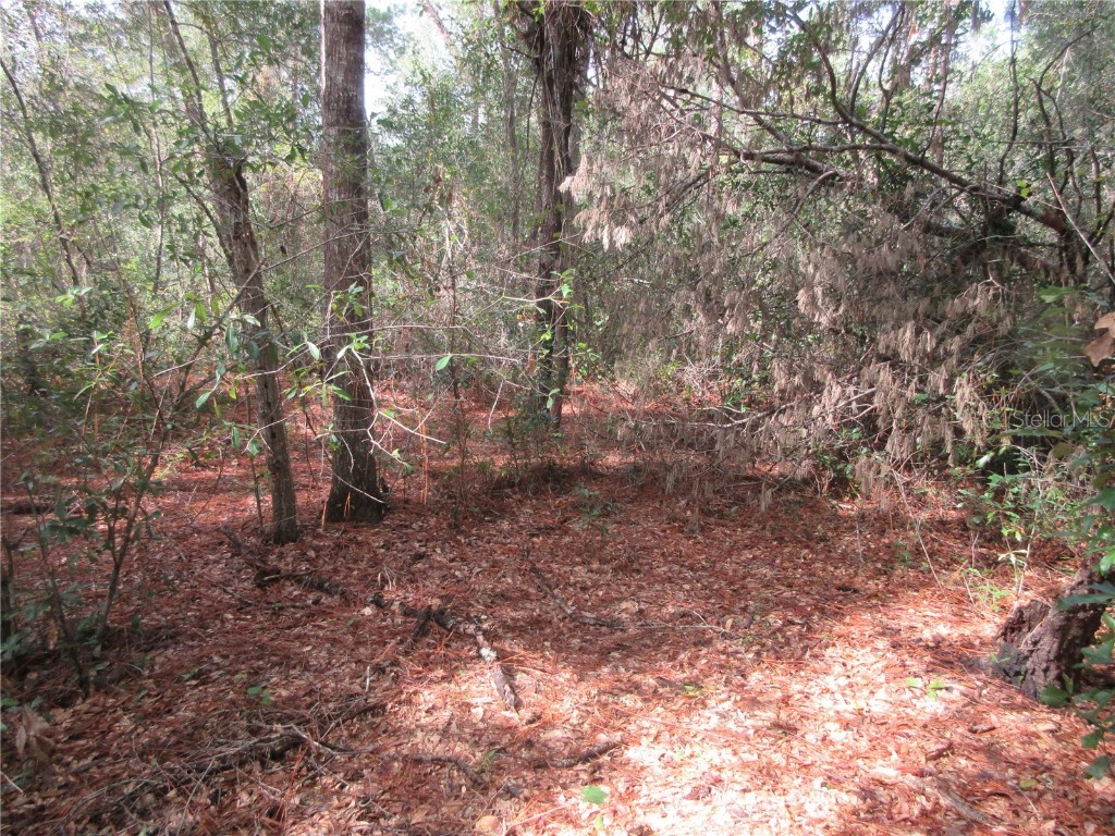 NE 171st Court Silver Springs FL 34488 OM711563 image1