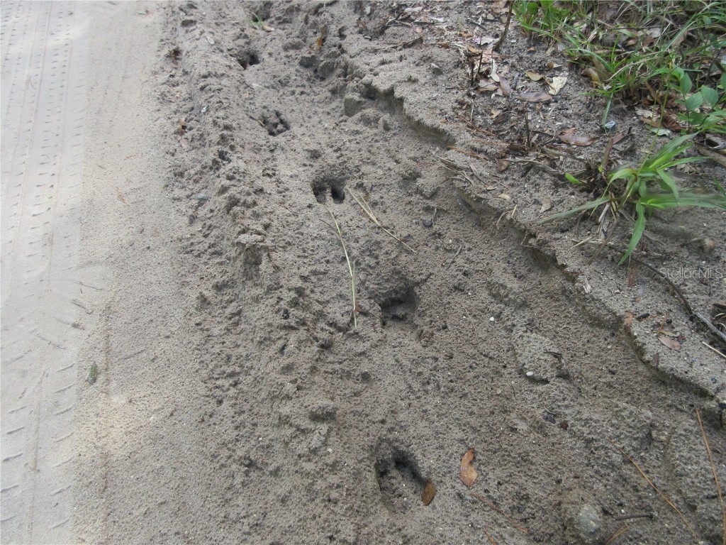 NE 171st Court Silver Springs FL 34488 OM711563 image16