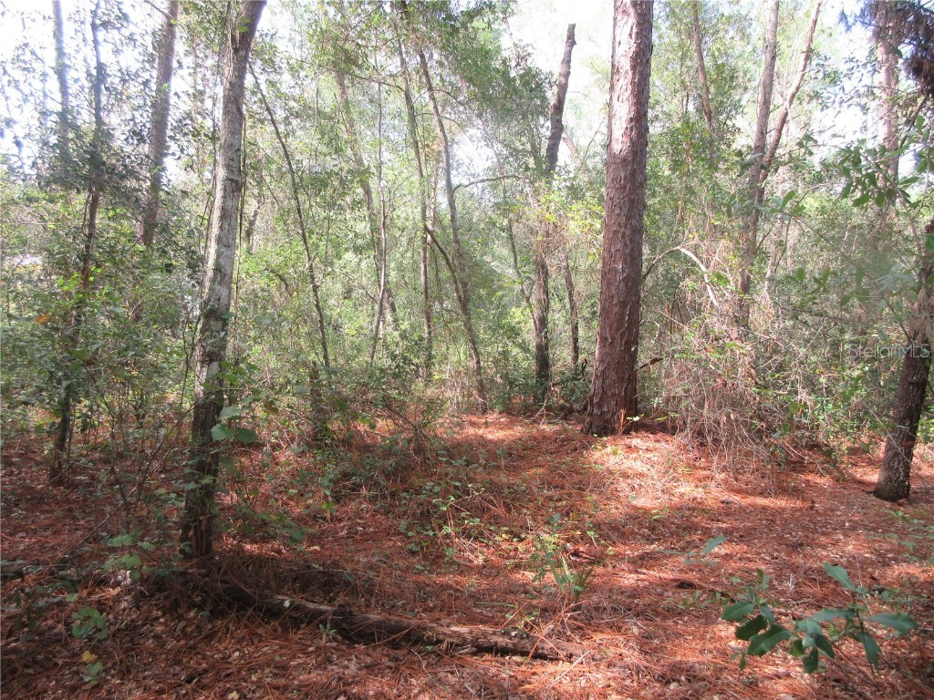 NE 171st Court Silver Springs FL 34488 OM711563 image3