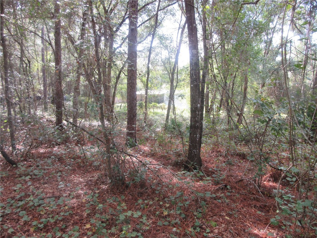 NE 171st Court Silver Springs FL 34488 OM711563 image4