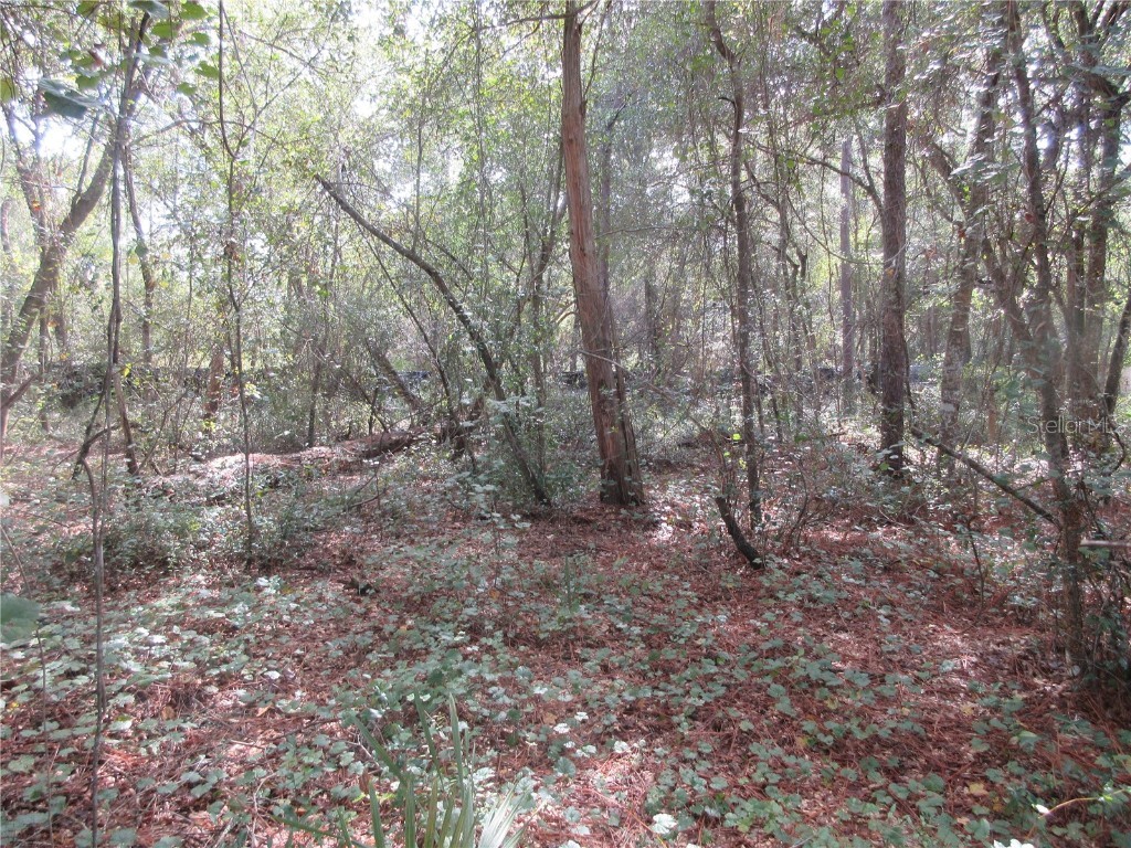 NE 171st Court Silver Springs FL 34488 OM711563 image5