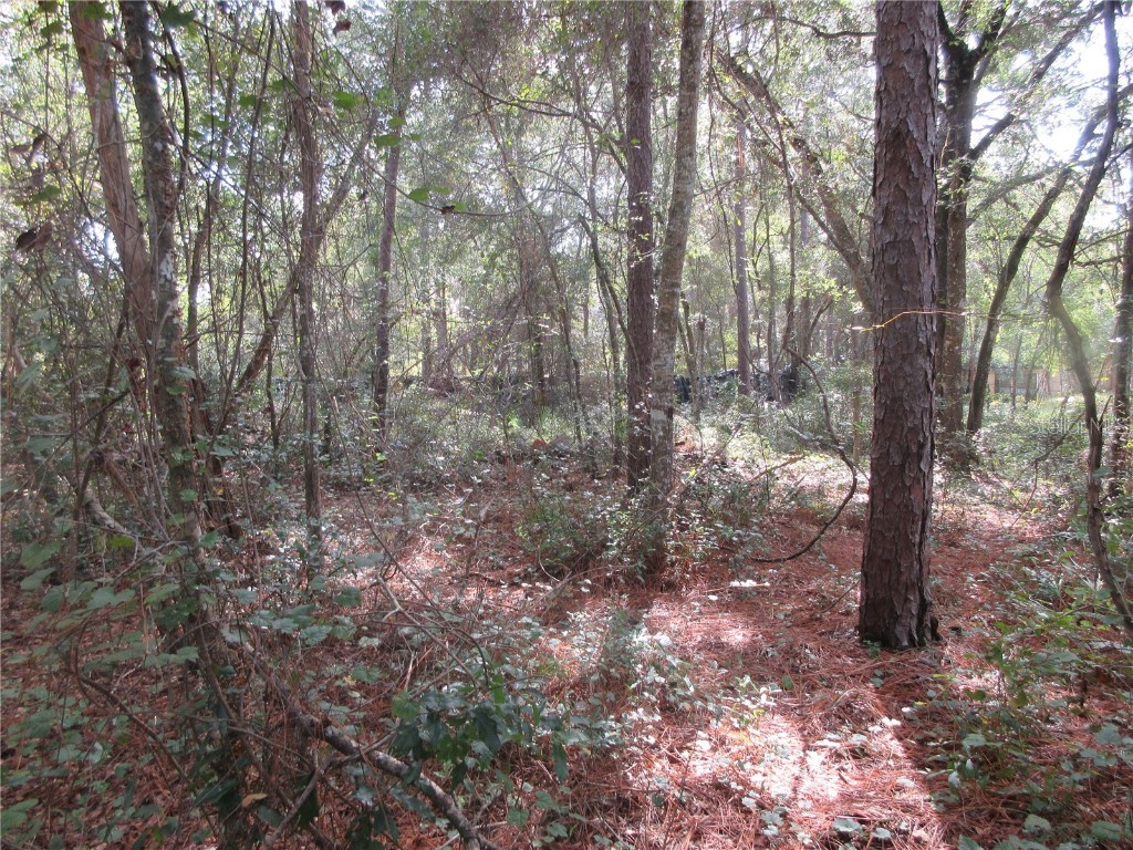 NE 171st Court Silver Springs FL 34488 OM711563 image6