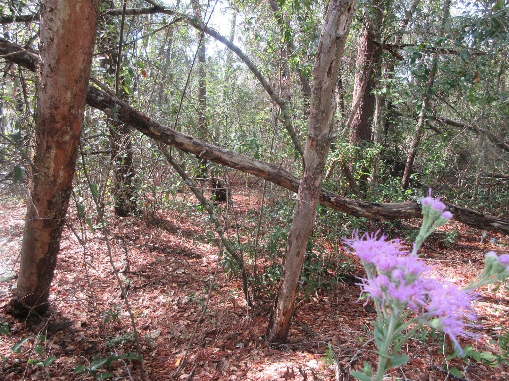 NE 171st Court Silver Springs FL 34488 OM711563 image7