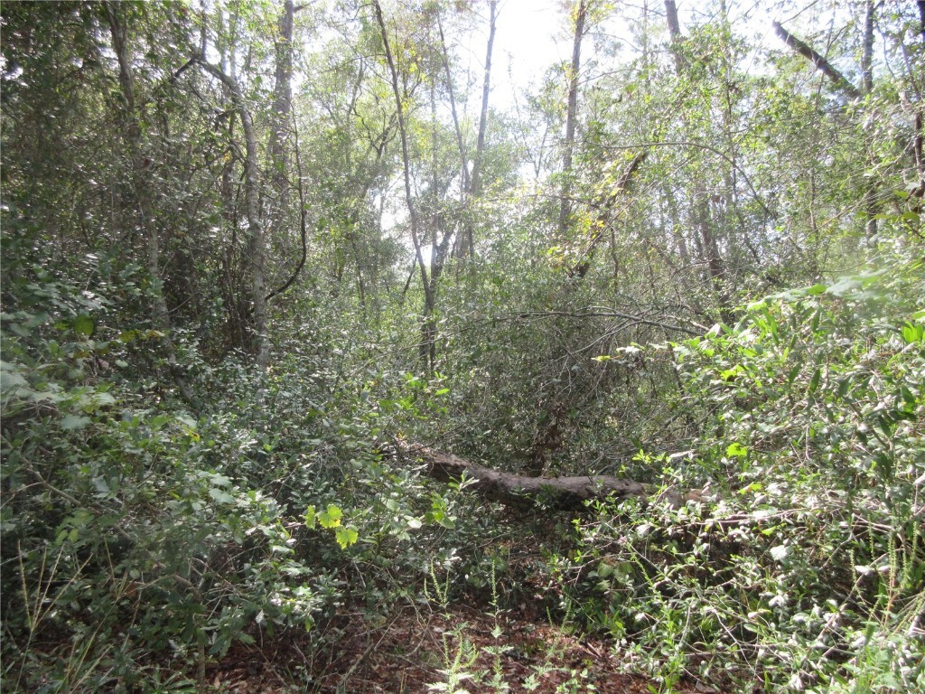 NE 171st Court Silver Springs FL 34488 OM711563 image9