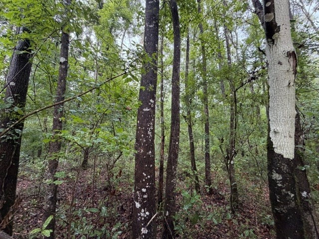 NE 312th Avenue Old Town FL 32680 GC541762 image6