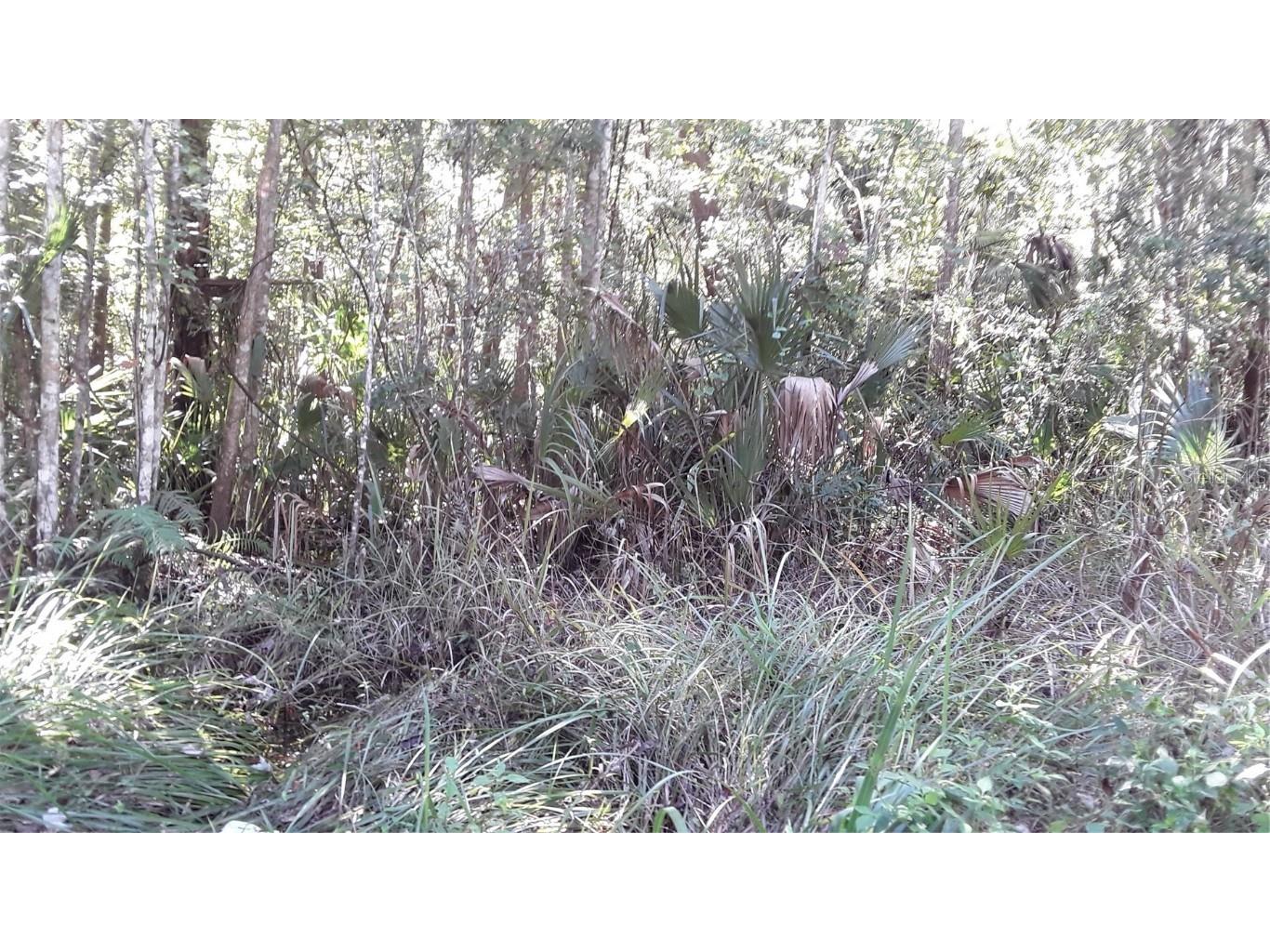 NE 37th Terrace Terrace Citra FL 32113 OM644279 image1