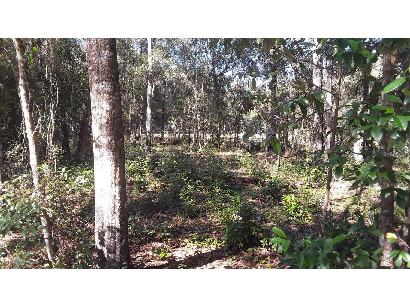 NE 45th Terrace Citra FL 32113 OM644259 image1