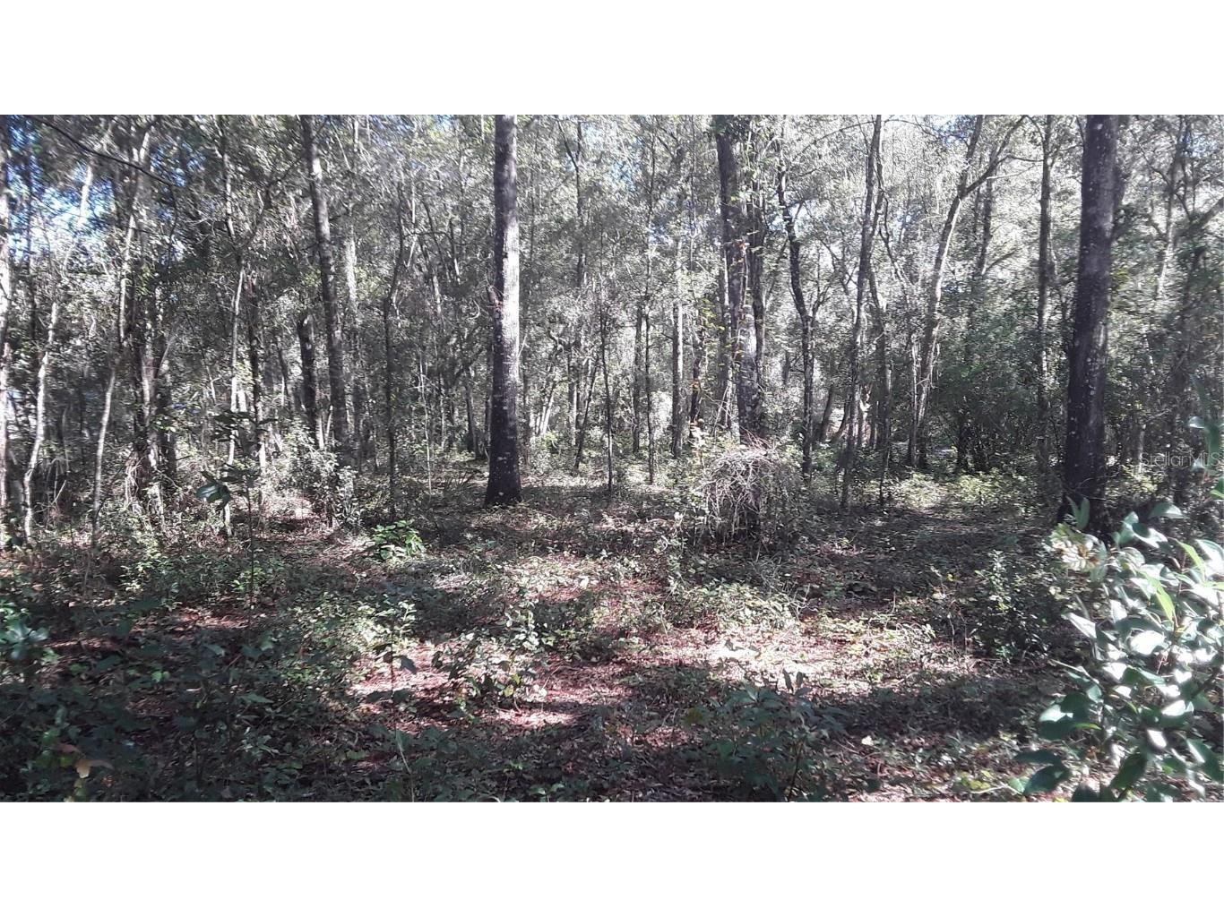 NE 45th Terrace Citra FL 32113 OM644259 image2