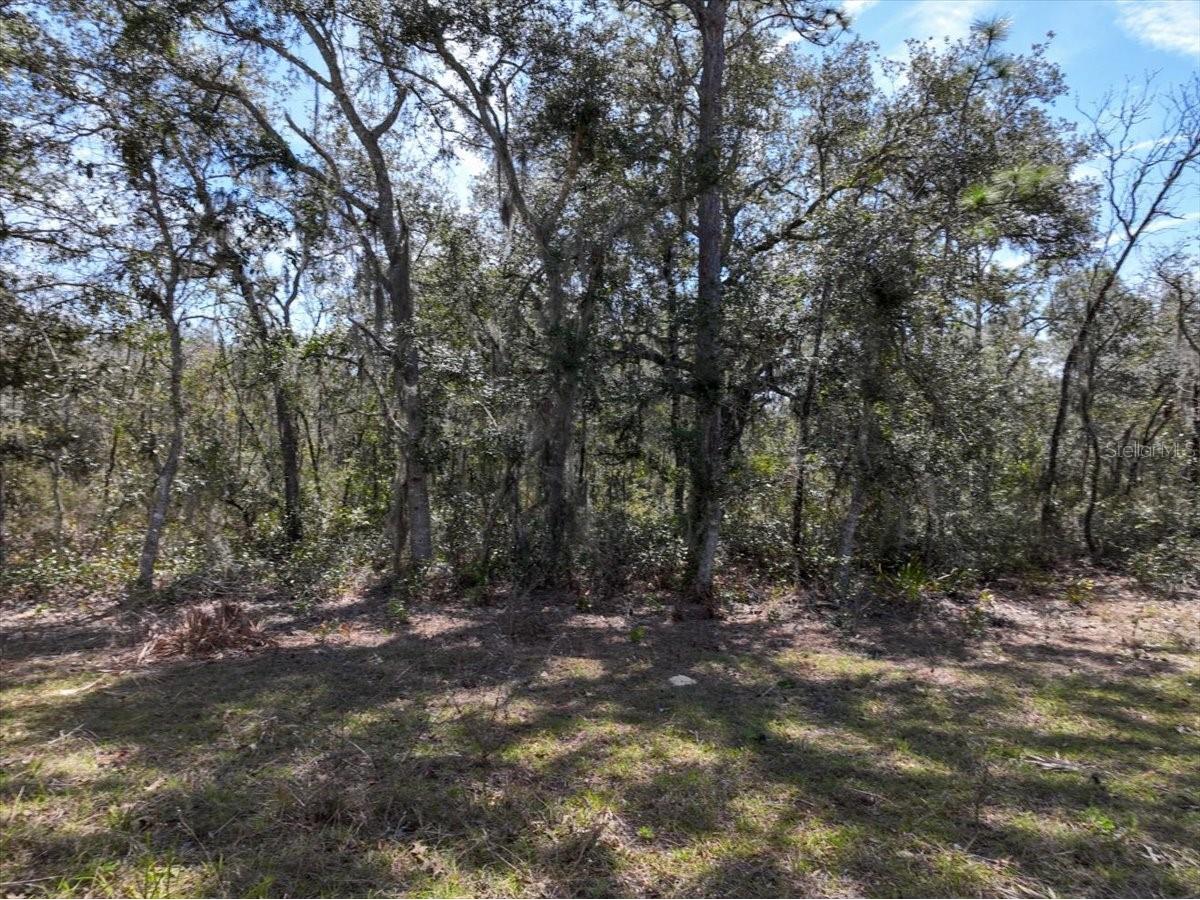 NE 65th Street Williston FL 32696 O6386734 image9