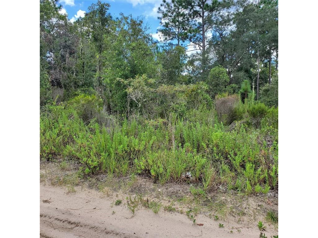 Ne 66th Lane Williston FL 32696 O6077218 image2