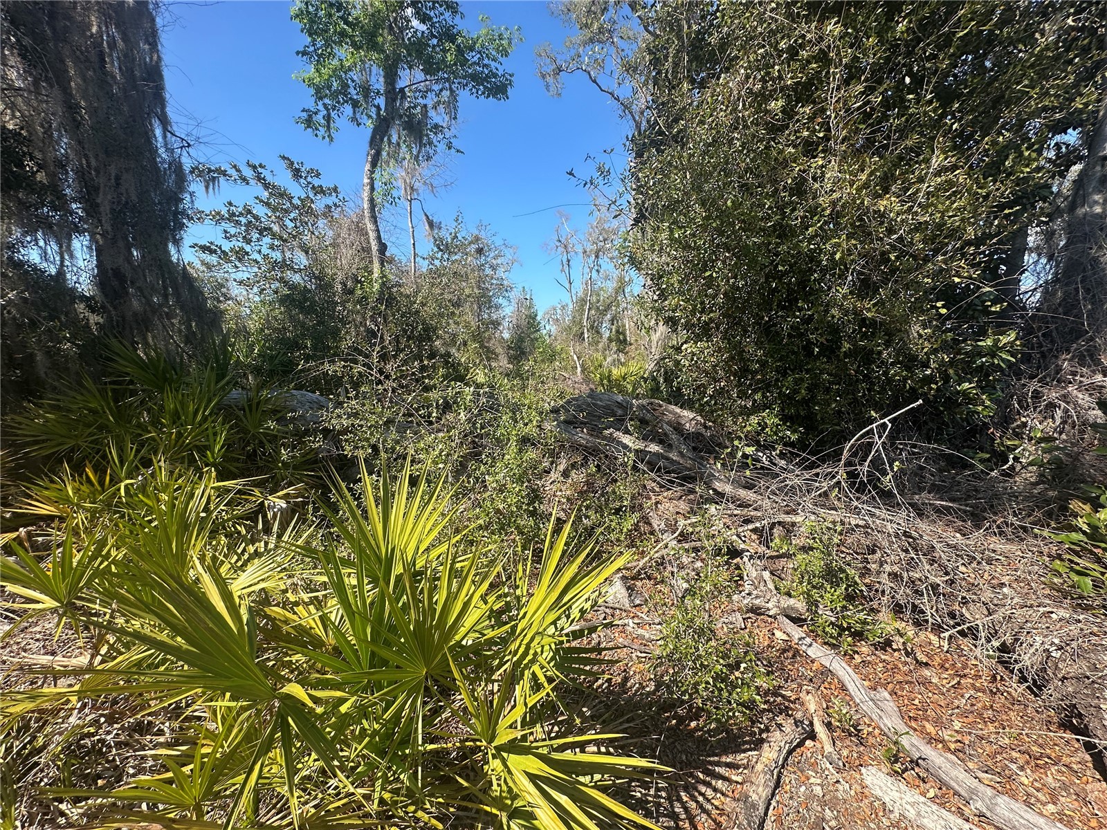 NE 688th Avenue Cross City FL 32628 OM720579 image16