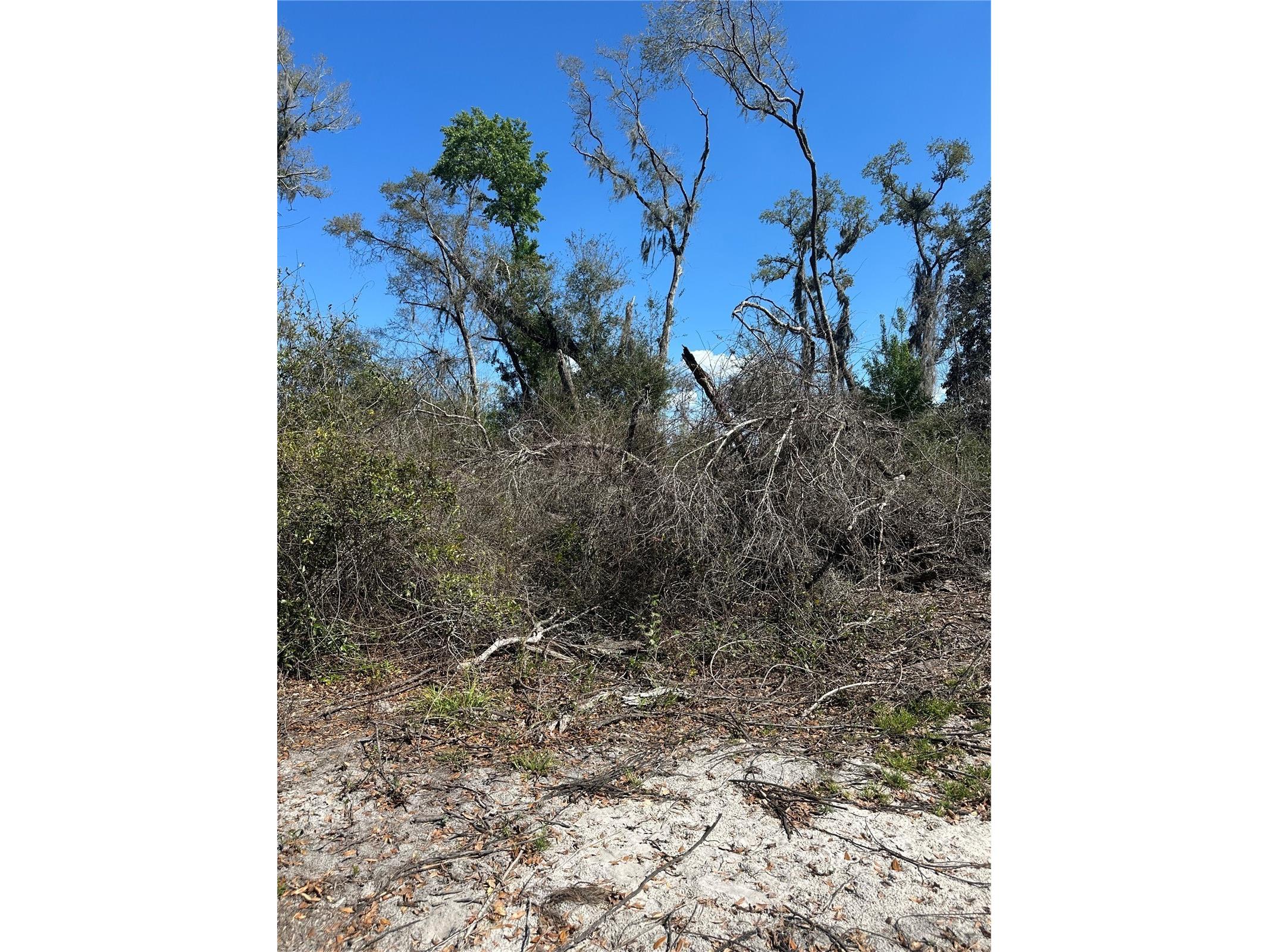NE 688th Avenue Cross City FL 32628 OM720579 image19