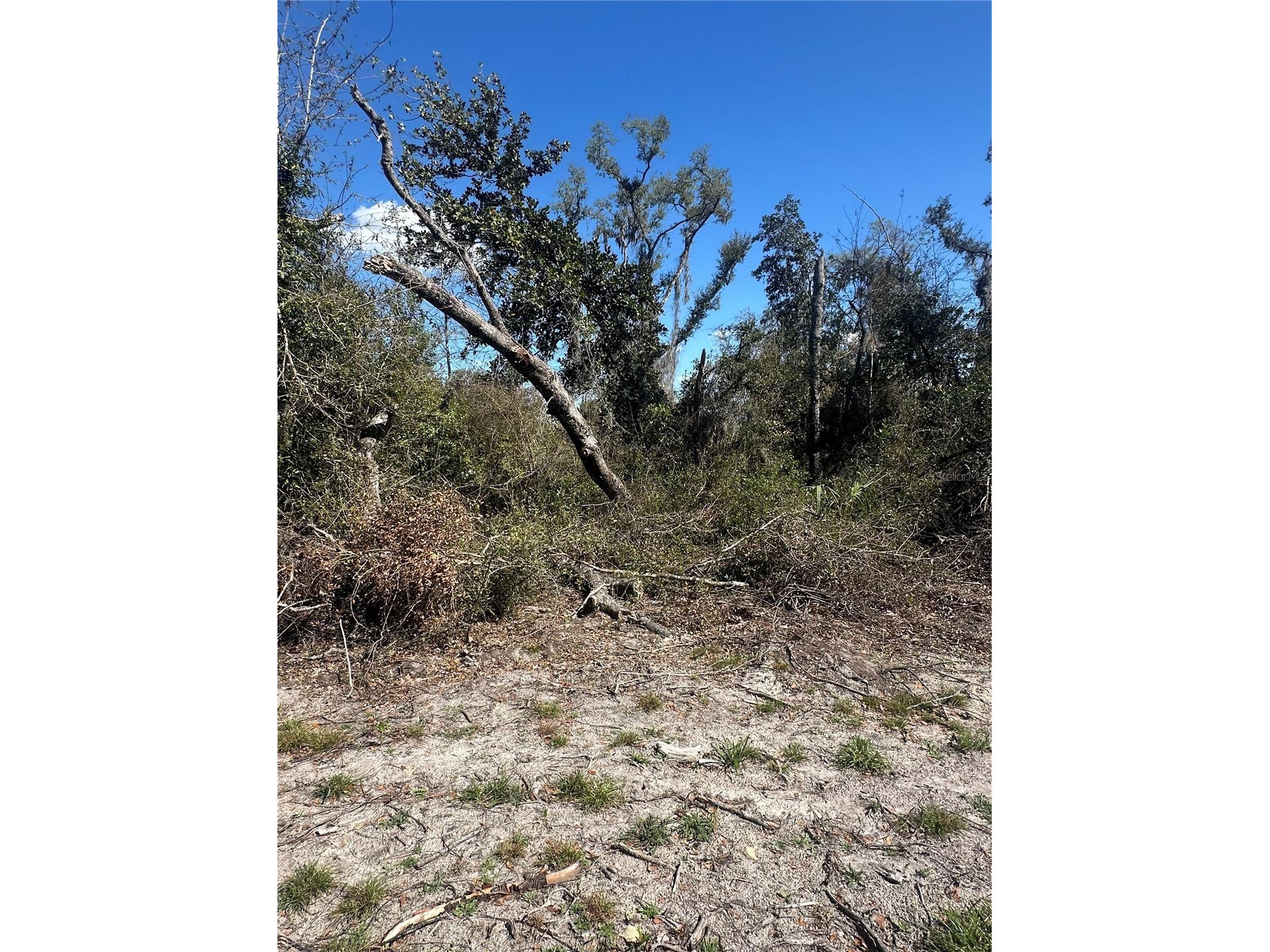 NE 688th Avenue Cross City FL 32628 OM720579 image6