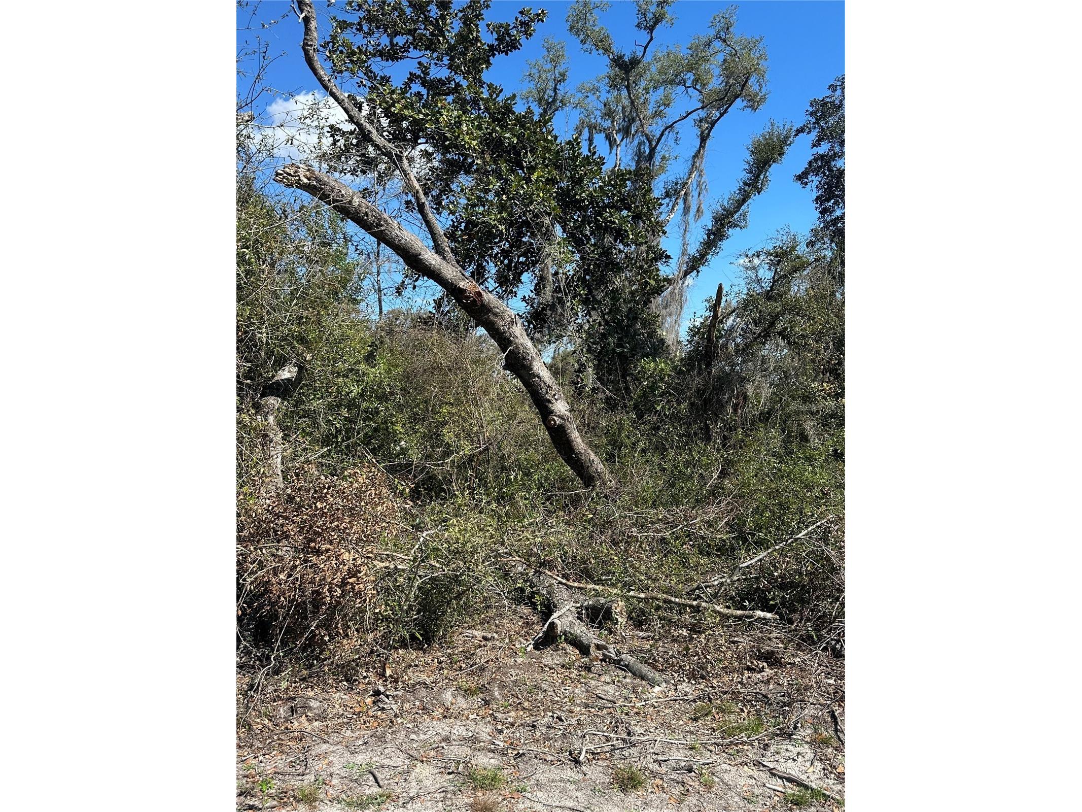NE 688th Avenue Cross City FL 32628 OM720579 image7